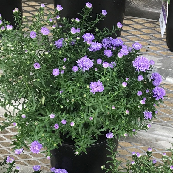 Meet your Posher, Mary beth - Picture 1 of 1